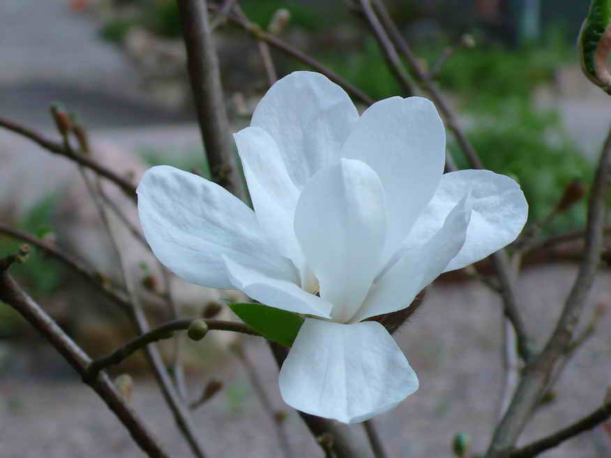 Magnolia